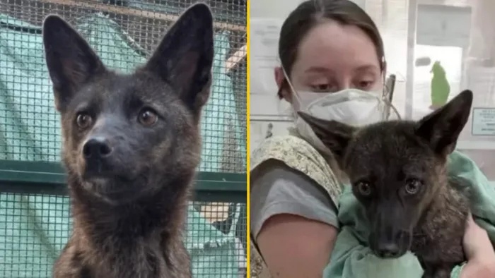 Первый в мире гибрид лисы и собаки был случайно обнаружен в Бразилии