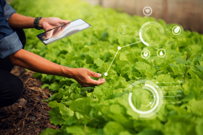 Прорывная технология позволяет человеку общаться с растениями с помощью световых сообщений