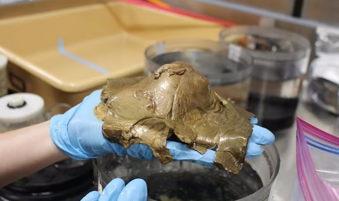 Ученые извлекли загадочное «золотое яйцо» из глубин океана — но при этом необратимо его повредили