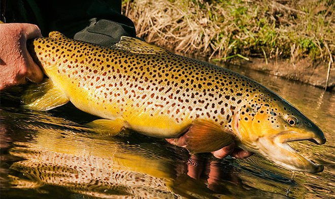 Российские ученые создали корм, втрое увеличивающий вес лососевых рыб