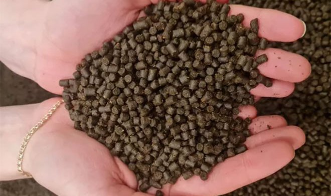 Российские ученые создали корм, втрое увеличивающий вес лососевых рыб