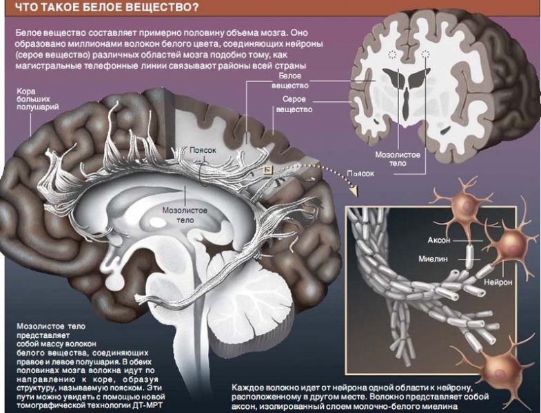 Ученые зафиксировали мощный сигнал в белом веществе мозга
