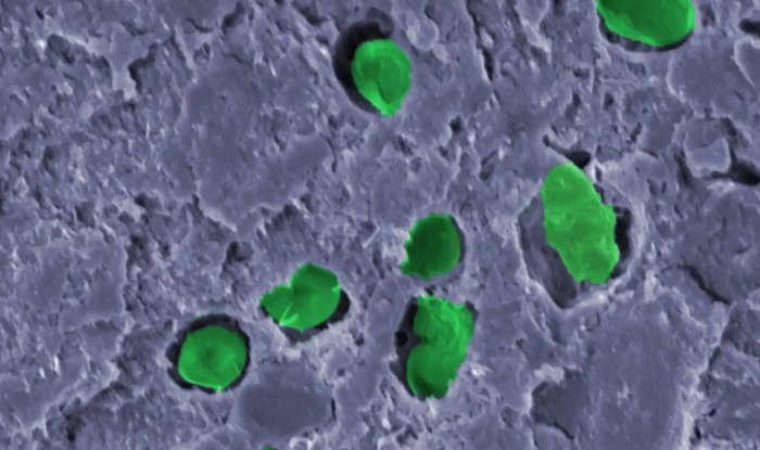 Живая зеленая краска поглотит углекислый газ и выработает кислород