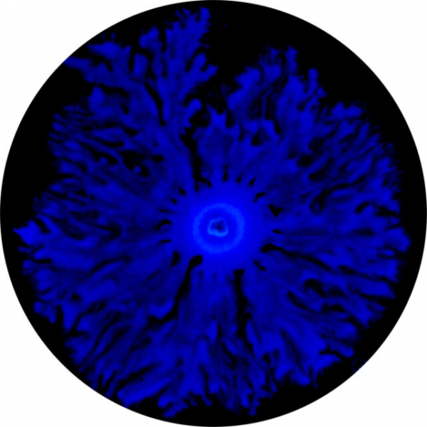 Бактерии могут хранить воспоминания и передавать их поколениям