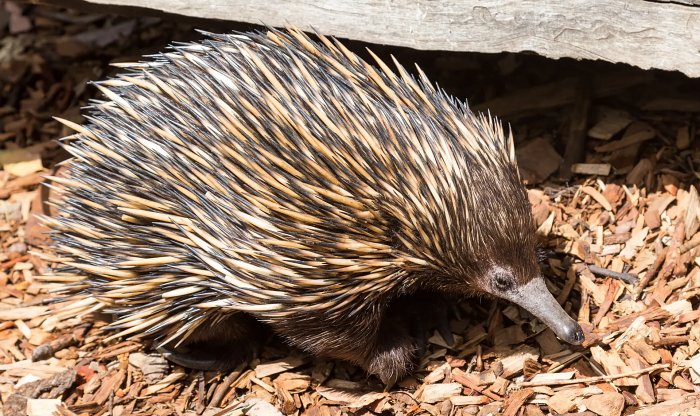 Длинноносая ехидна больше 60 лет считалась вымершей — до сегодняшнего дня