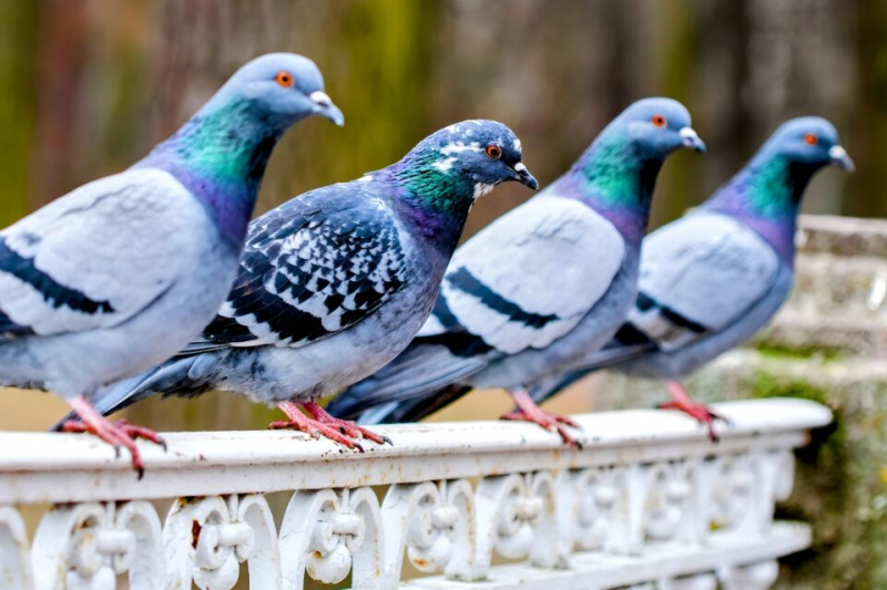 Не такие уж и тупые: у голубей есть своя версия машинного обучения