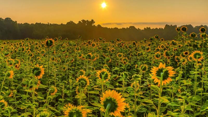 Обладают ли растения разумом?