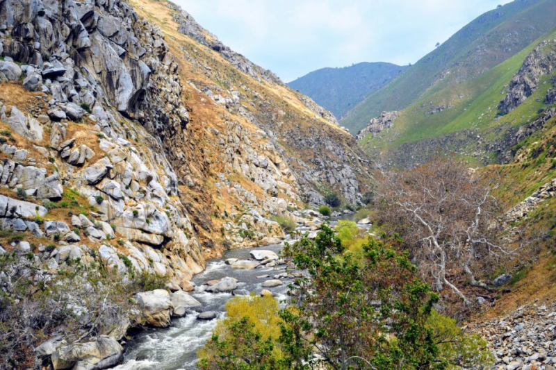 Экстремальные погодные условия в Калифорнии обнаружены в годичных кольцах 600-летних деревьев