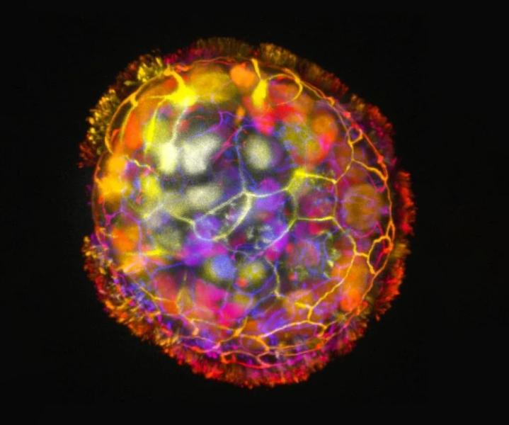 Медицинское чудо: человеческие клетки превратили в крошечных биологических роботов