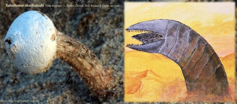 Не научная фантастика: новый вид дождевиков со стебельками напоминает знаменитых песчаных червей из Дюны