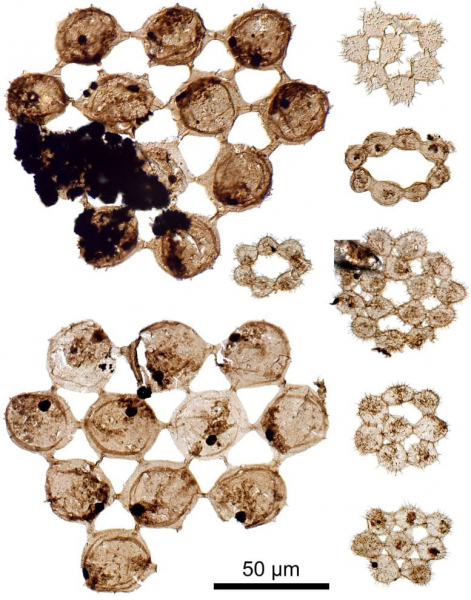 «Нет ничего подобного им»: новые странные окаменелости позволяют заглянуть в древние океаны Земли