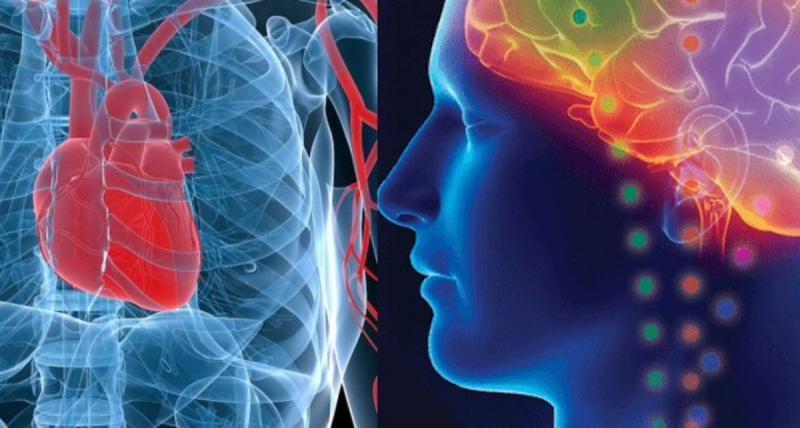 Обнаружена новая «удивительная связь» между нашим сердцем и мозгом
