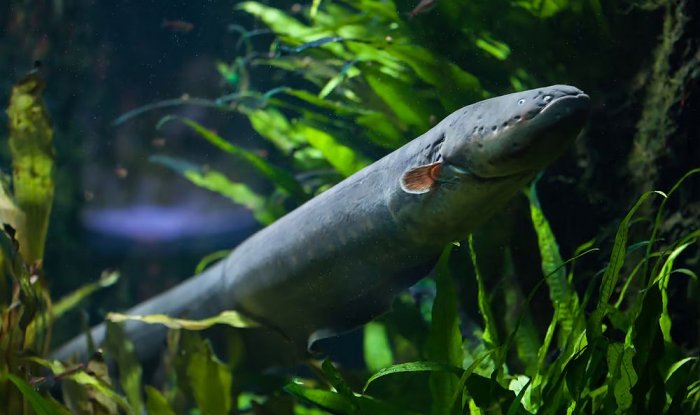 Удар электрического угря способен переносить гены внутрь окружающих существ
