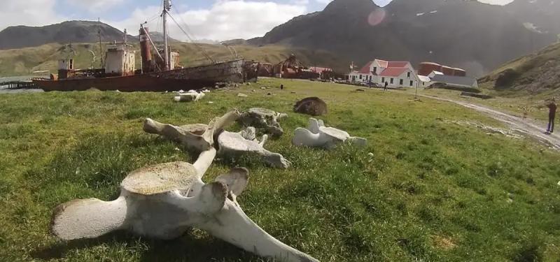 Коммерческий китобойный промысел в XX веке оставил длительное генетическое воздействие на китов