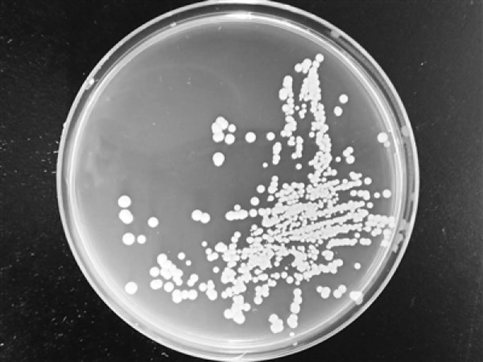 Превращение угля в белок поможет решить продовольственную проблему в мире