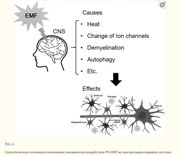 Исследование: Последствия воздействия радиочастотного электромагнитного поля на центральную нервную систему