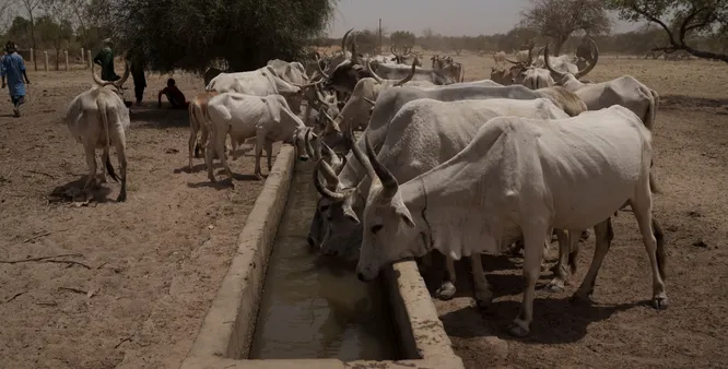 Легкий доступ к воде может погубить кочевые народы в Африке