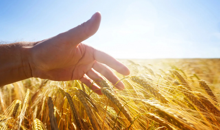 Синтетические микробы уничтожат сорняки и повысят урожайность