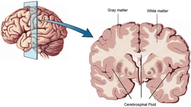 Стареющий мозг имеет свои преимущества, наверно, это и есть мудрость