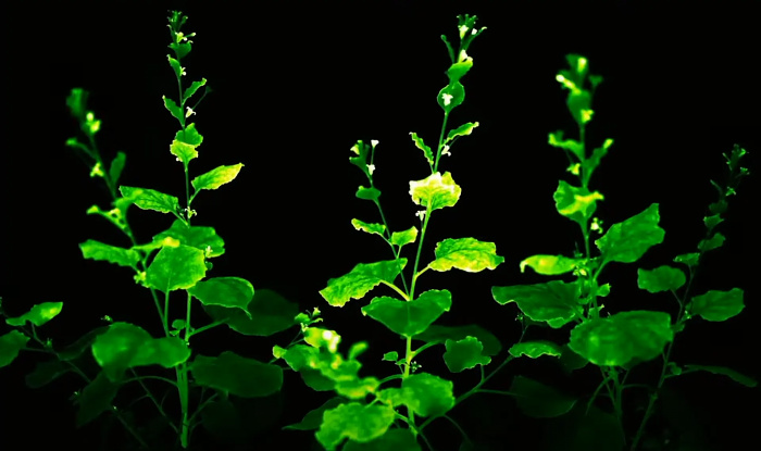 Светящиеся петунии Firefly получили разрешение на свободную продажу в США