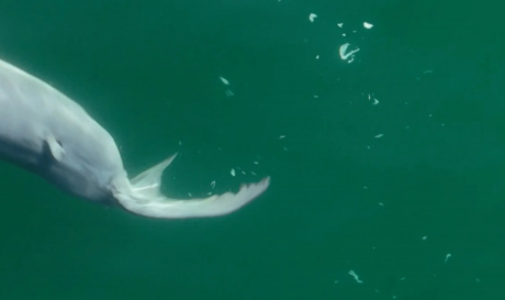 Ученые впервые в истории получили снимок новорожденного детеныша белой акулы