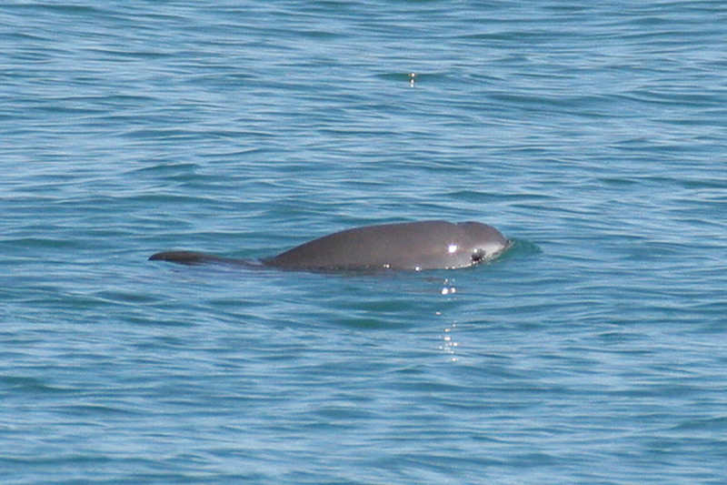 Ученые выяснили, кто вырыл миллионы загадочных ям в Северном море