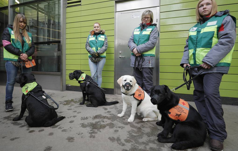 Вслед за теленком-клоном в России могут появиться копии собак-поводырей