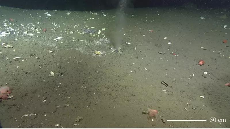 Загадочные дыры на дне Тихого океана: что это