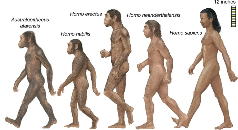 Люди эволюционировали как жуки, а не как позвоночные