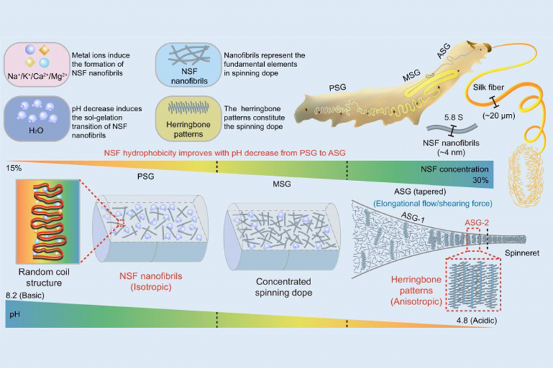 Ученые раскрыли столетний секрет прядения нитей тутового шелкопряда