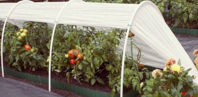 Укрывной материал из полиэтиленовой пленки: как правильно использовать?