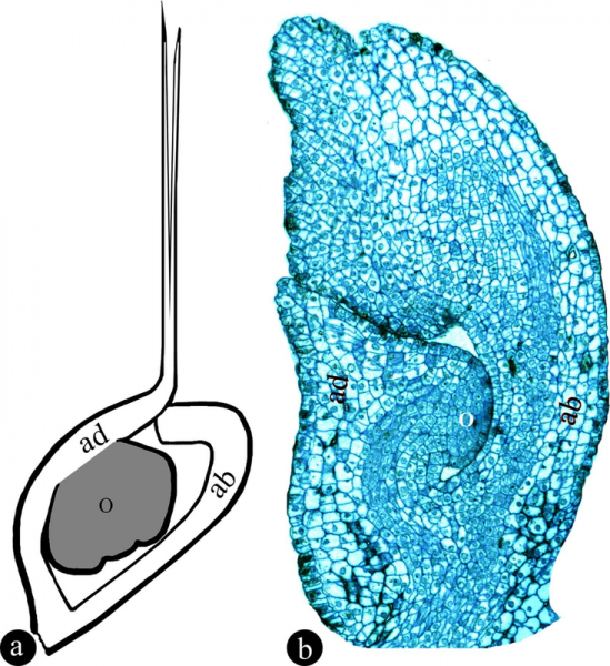 Палеонтологи нашли растение с новым половым органом
