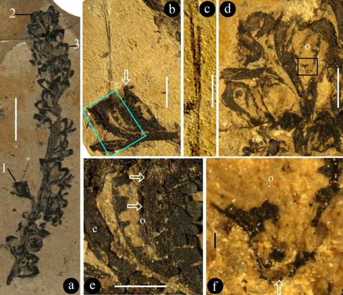 Палеонтологи нашли растение с новым половым органом