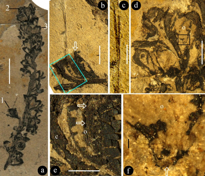 Палеонтологи нашли растение с новым половым органом