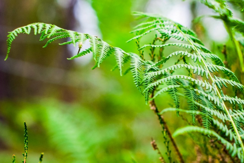 Рекордный на сегодня геном обнаружили испанские ученые