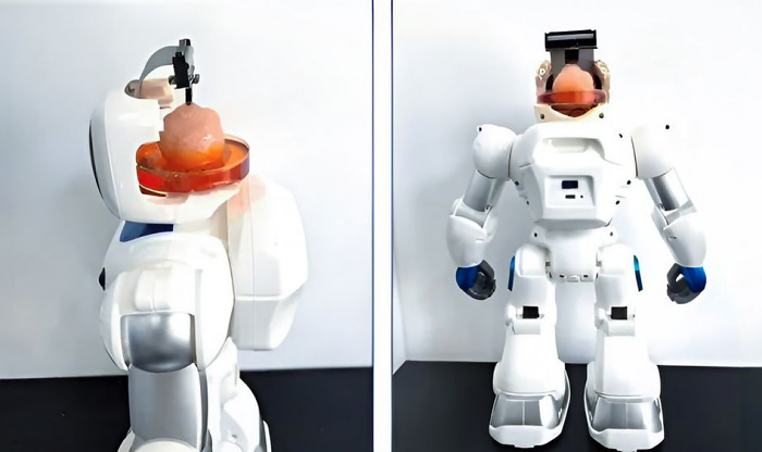 Биокомпьютер на основе человеческого мозга научился управлять маленьким роботом