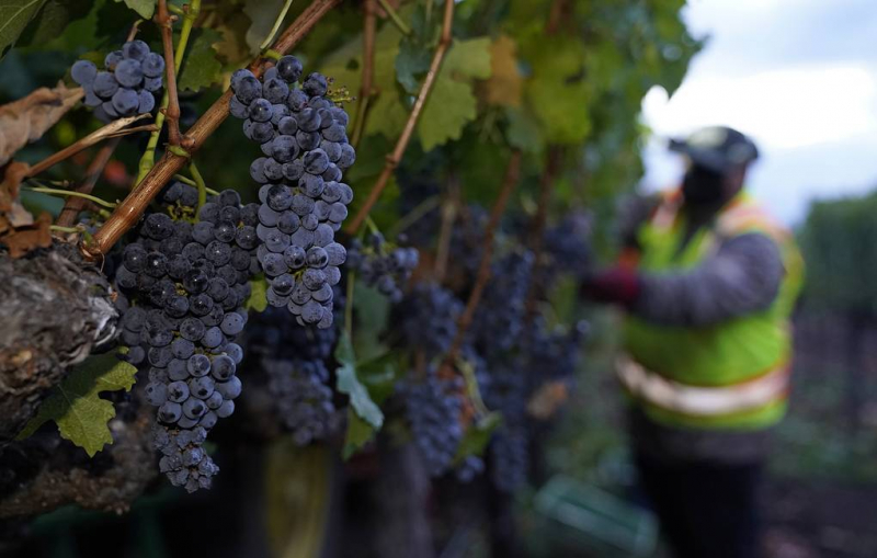Появление винограда связали с падением погубившего динозавров астероида