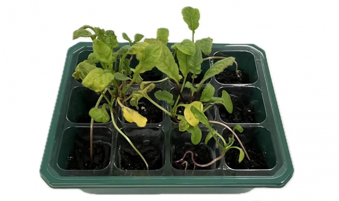 «Умная почва» улучшает рост растений почти на 140%, снижая при этом расход воды на 40%