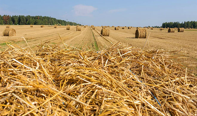 В Казани разработана методика изготовления биотоплива из соломы