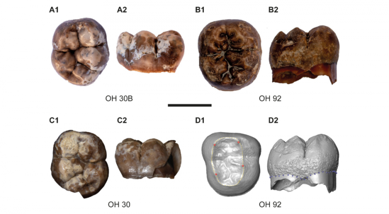 В Олдувайском ущелье обнаружили зубы парантропов Бойса