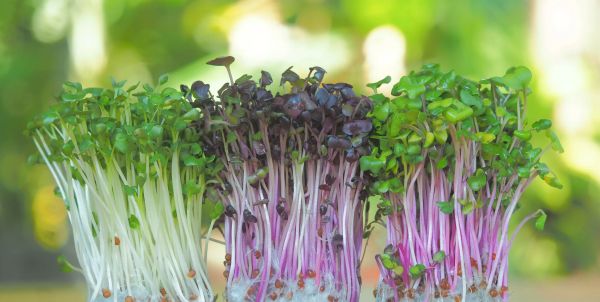 Использование микрозелени в кулинарии