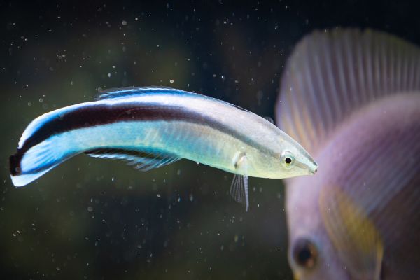 Ученые впервые нашли признаки самосознания у неродственных человеку животных