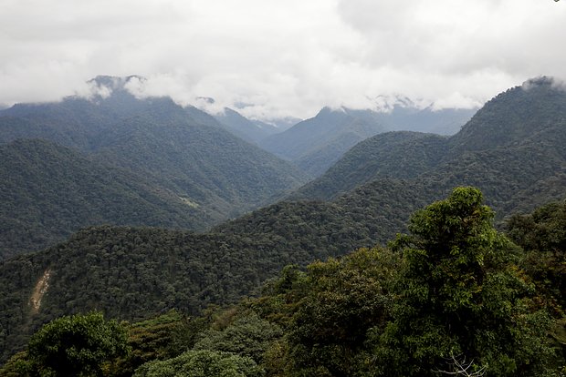 Массовое вымирание растений в Эквадоре опровергли