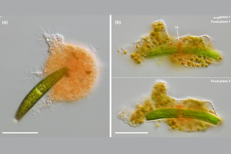 В Германии обнаружили необычный вид амеб-вампиров
