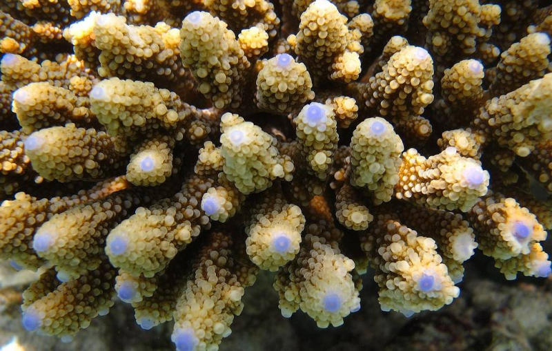 Выведены устойчивые к волнам жары породы кораллов