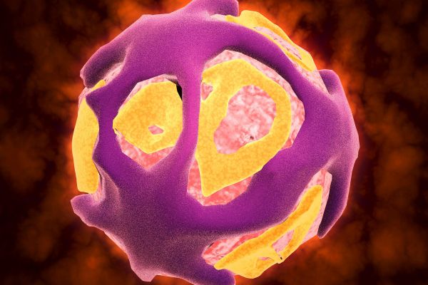 Изменение климата вызвало всплеск заболеваемости опасной лихорадкой, узнали ученые