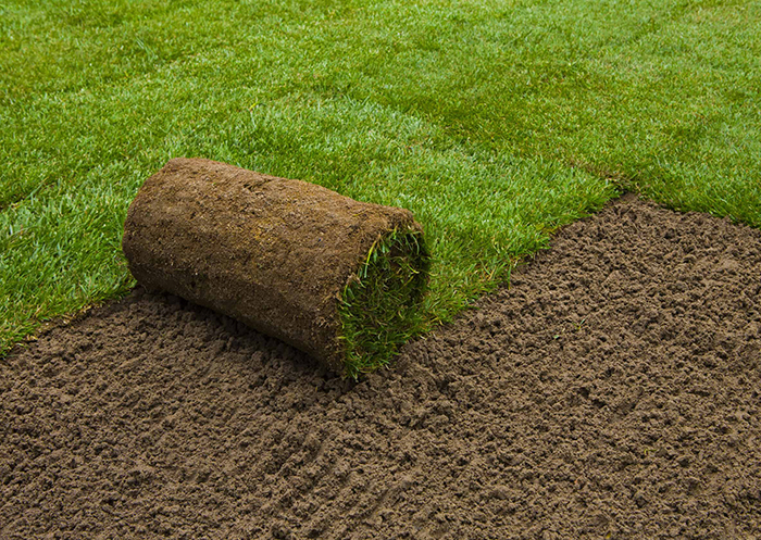 Какой газон лучше или правильное устройство лужайки, компания Экомир