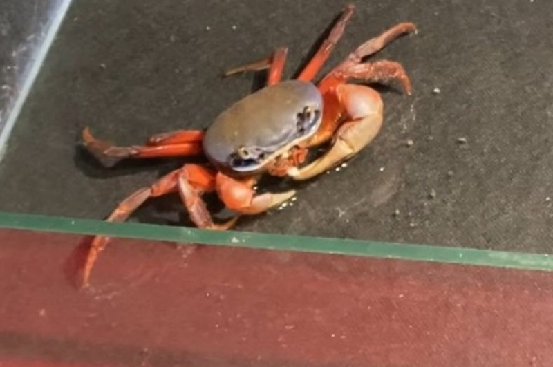 На Дальнем Востоке выявили вирус, поражающий камчатского краба