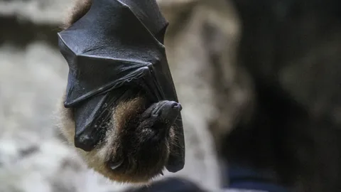 Обмен вирусами летучих мышей наиболее вероятен между западом России и странами Европы
