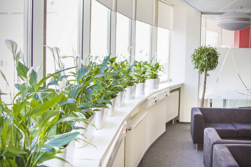 Озеленение офиса: почему стоит декорировать рабочее пространство растениями